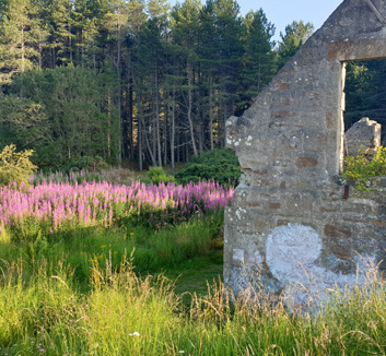 Ruins in the Lavendar